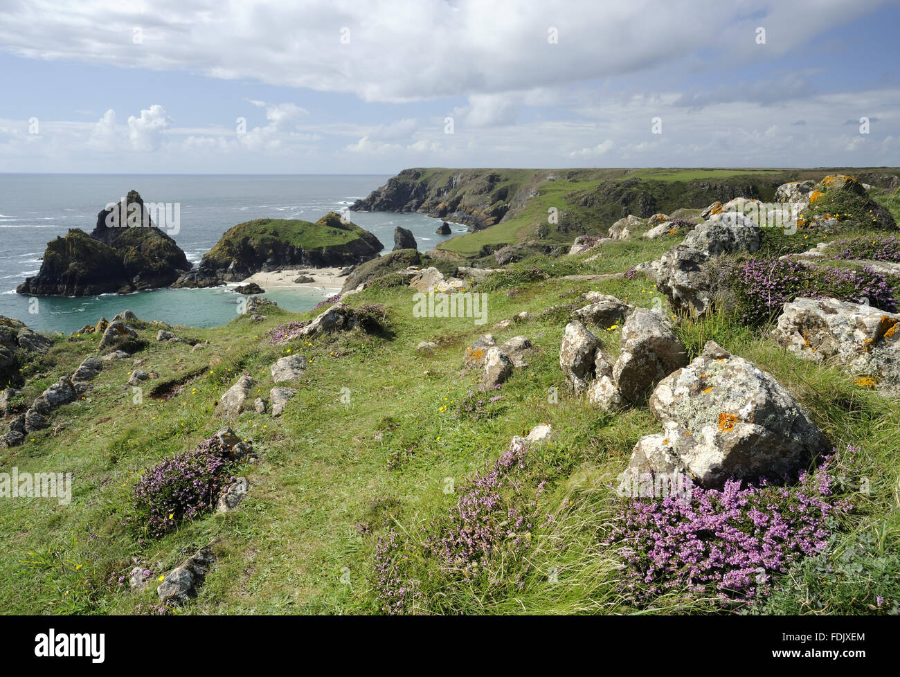 Maritime erica (Erica vagans) in fiore nel mese di agosto e vista di Kynance Cove, la lucertola, Cornwall. Foto Stock