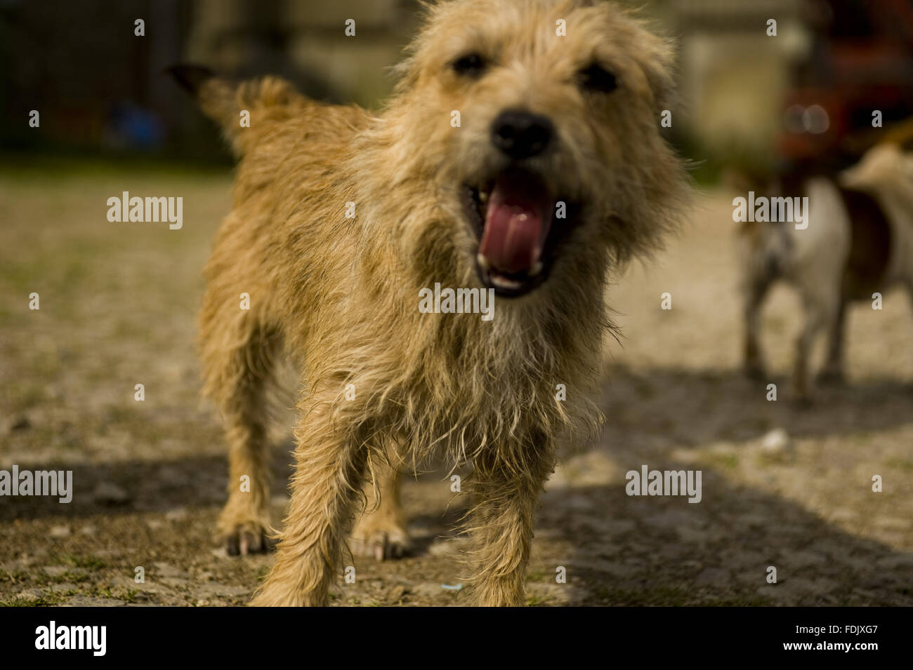 I cani nel cortile a Bosigran Farm, Cornwall. Foto Stock