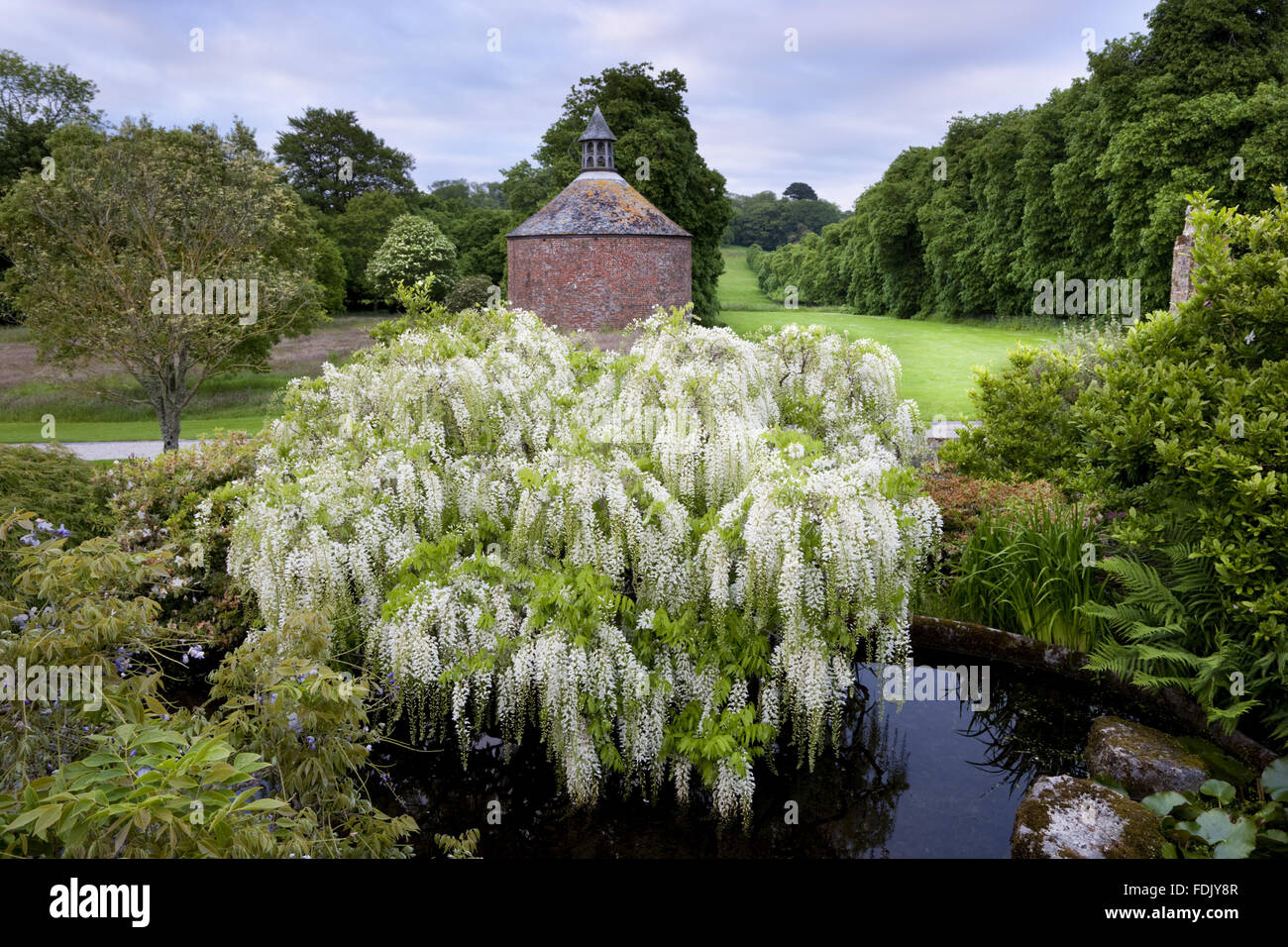 Il Glicine Bianco nel giardino giapponese creato da Sir John Carew Polo (1902-1993), e il XVIII secolo colombaia circolare nel maggio ad Antony, Cornwall. Foto Stock