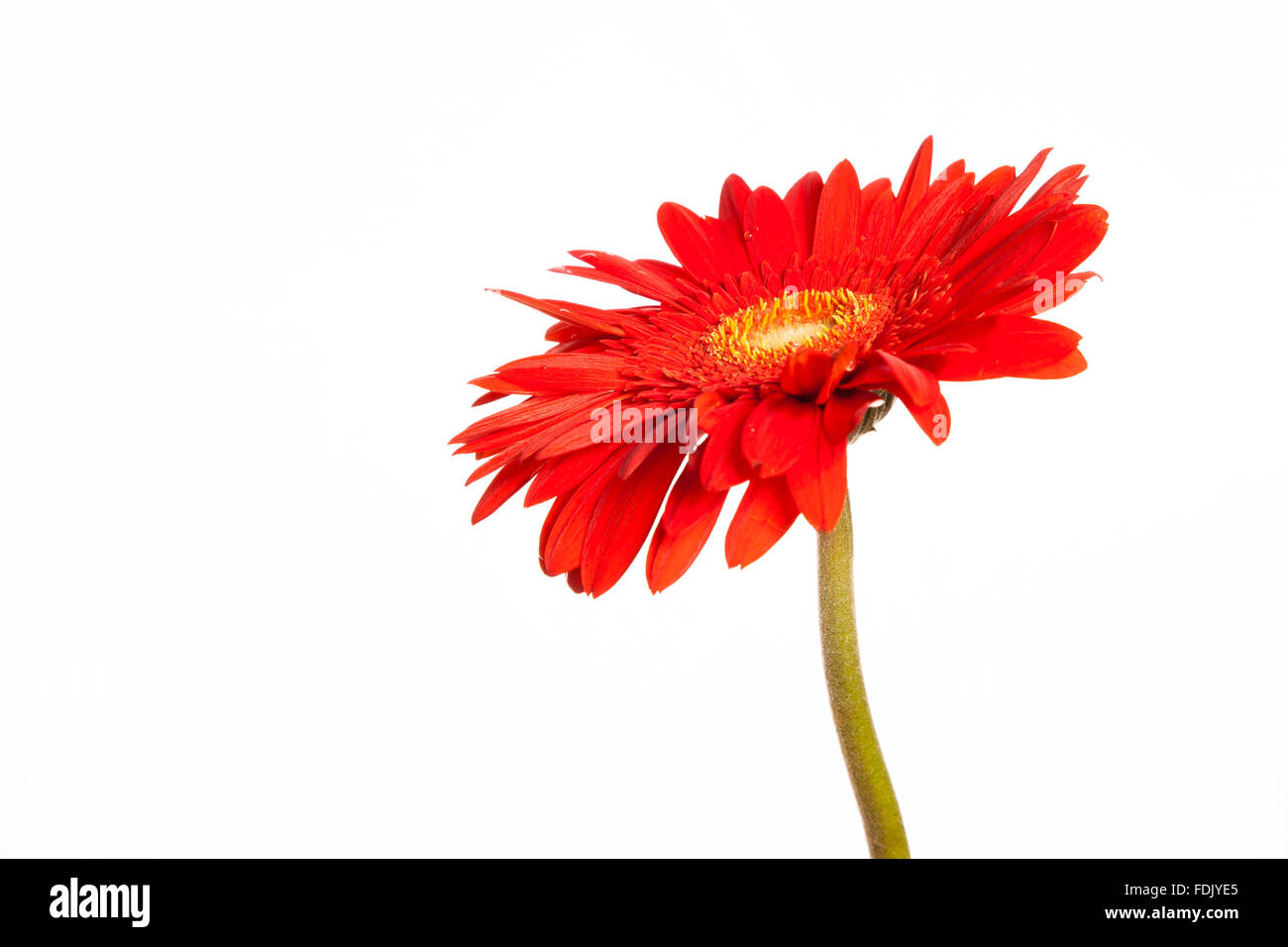 Fiore rosso Foto Stock