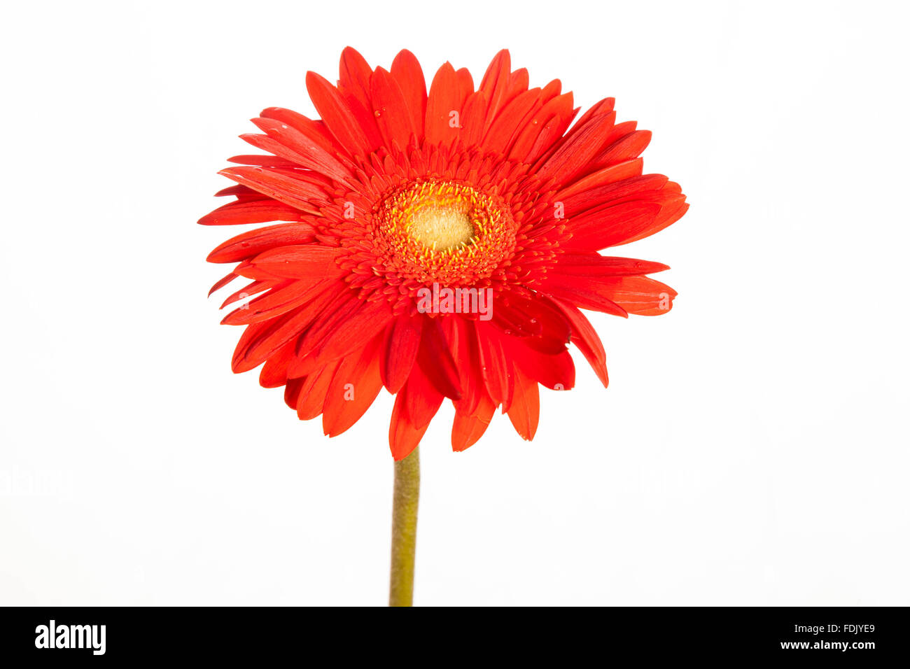 Fiore rosso Foto Stock