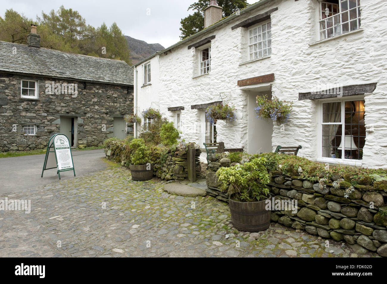 Yew Tree Farm che offre pernottamento e prima colazione e il gregge nella sala da tè, Borrowdale, Lake District, Cumbria. Foto Stock