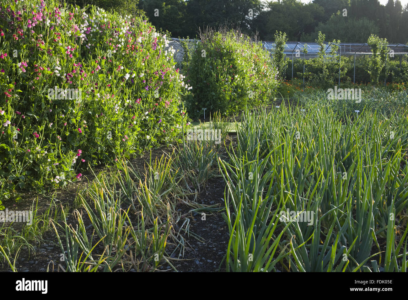 Cipolle crescente al fianco di piselli dolci in cucina giardino nel mese di luglio a Arlington corte, Devon. Foto Stock