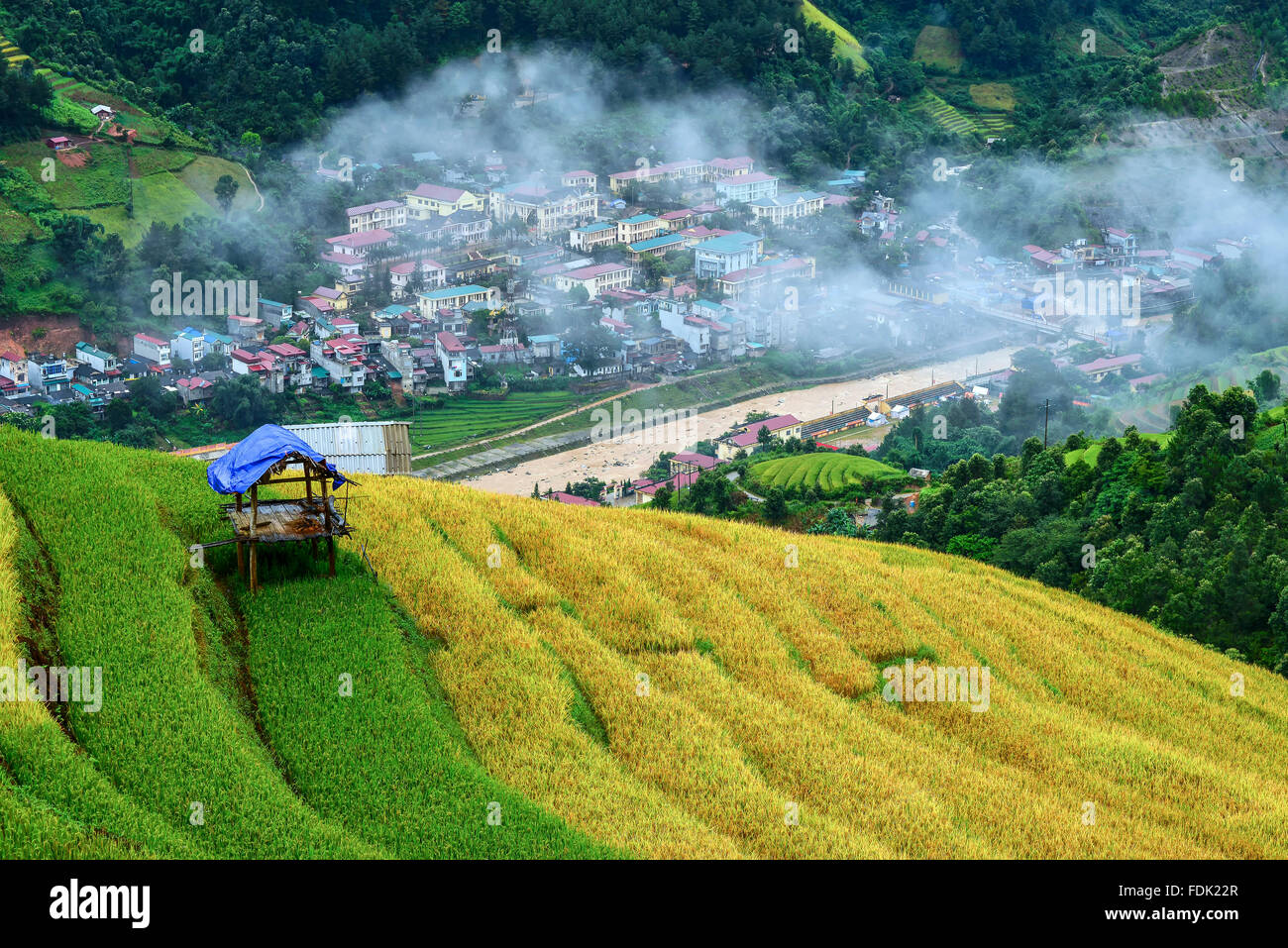 Campo di riso terrazzato, Mu Cang Chai, Yen Bai, Vietnam Foto Stock