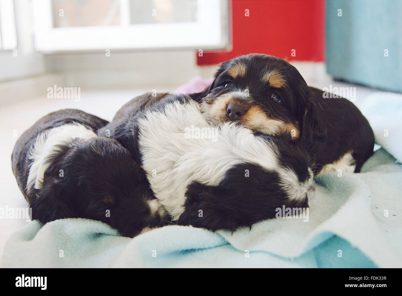 Tre cucciolo cani giacente su una coperta Foto Stock