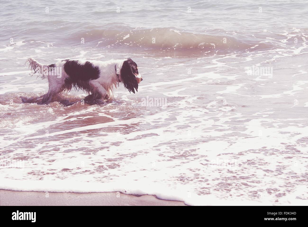 Cocker spaniel cane che cammina in mare, Malaga, Andalucía, Spagna Foto Stock