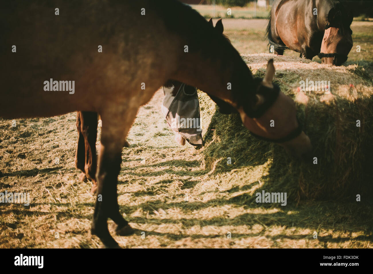 Alimentazione di cavalli in un agriturismo Foto Stock