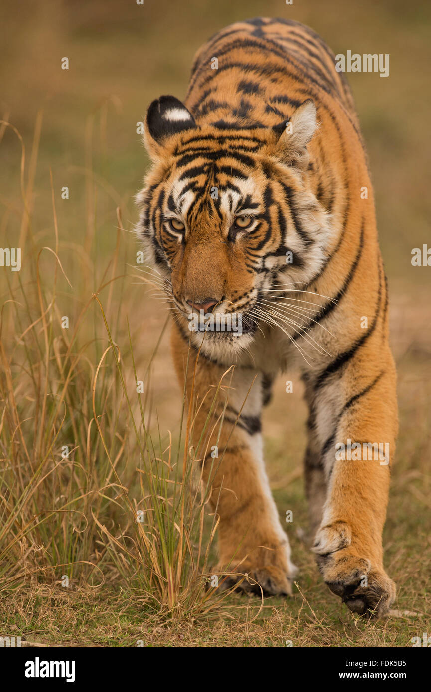 Wild Bengala o Indian Tiger stalking testa su nelle foreste di Ranthambhore national park in India. Foto Stock