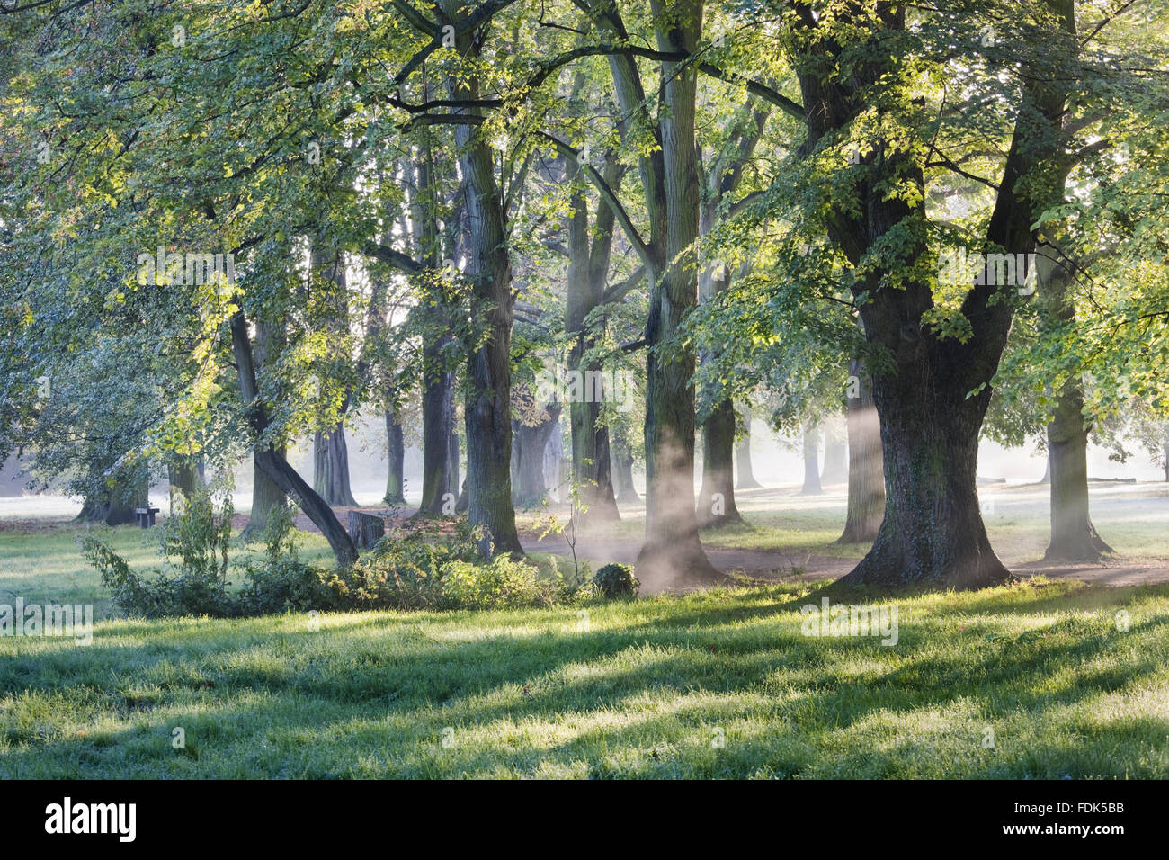 Il viale dei tigli e castagni in Morden Hall Park, Londra. Il viale è detto  di essere stato piantato da ugonotti Foto stock - Alamy