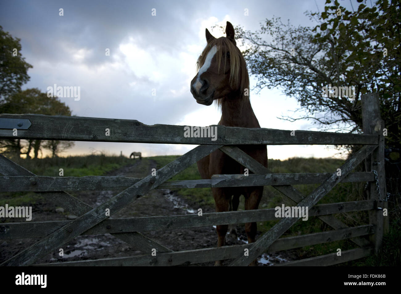 Cavallo guardando sopra un cancello, POWYS, GALLES. Foto Stock