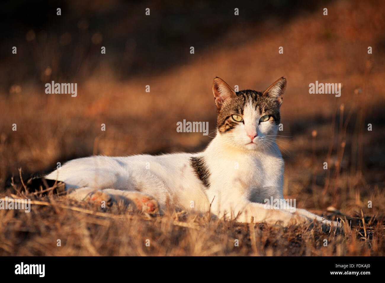 Ritratto di un gatto sdraiato su un terreno arido Foto Stock