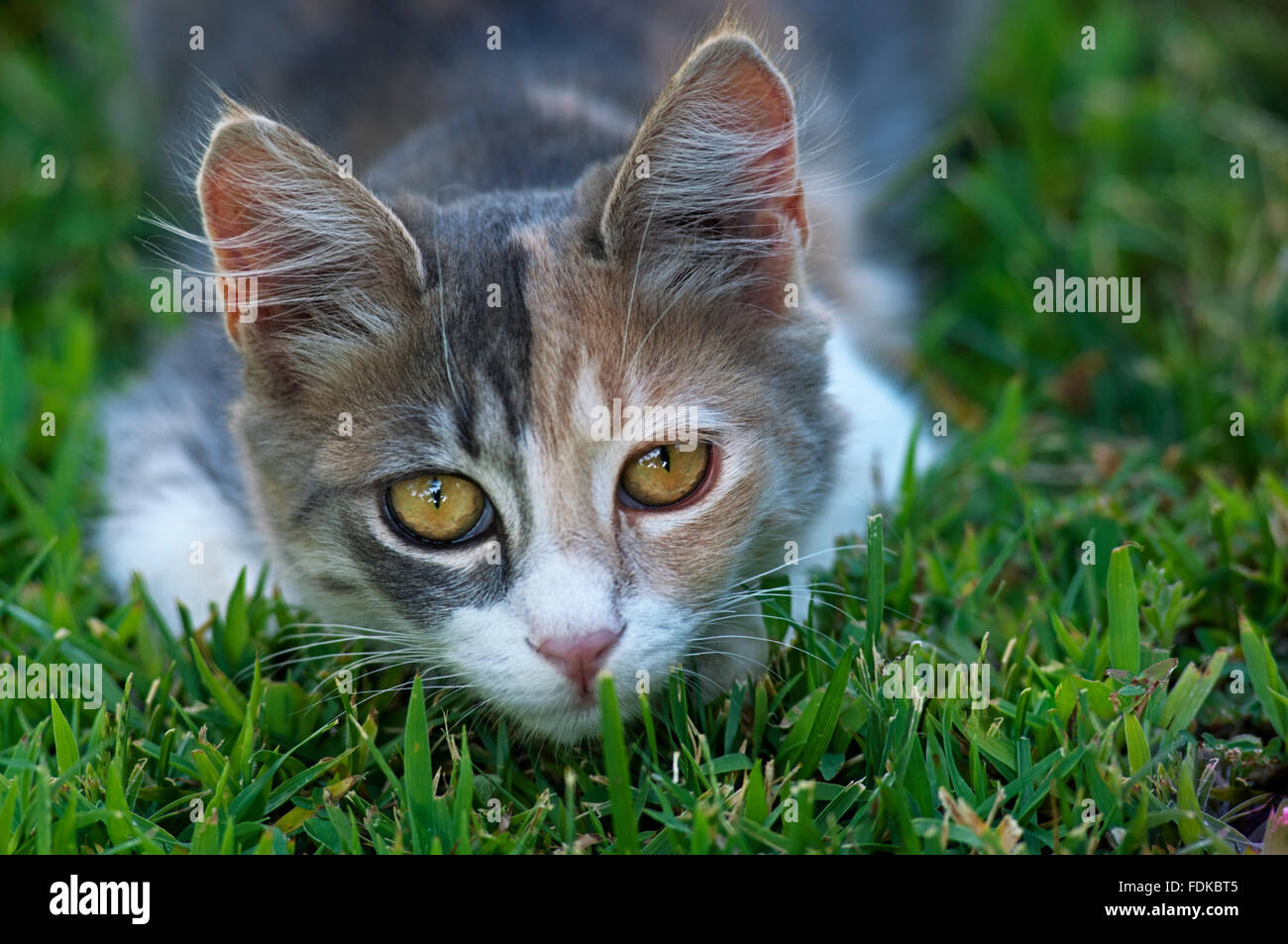 Di intrufolarsi gatta calico guardando la fotocamera Foto Stock