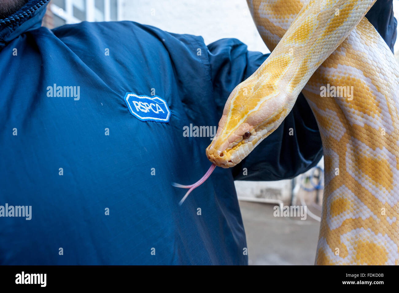 Un albino Burmese python all'RSPCA rettile del centro di salvataggio in Brighton. Foto Stock