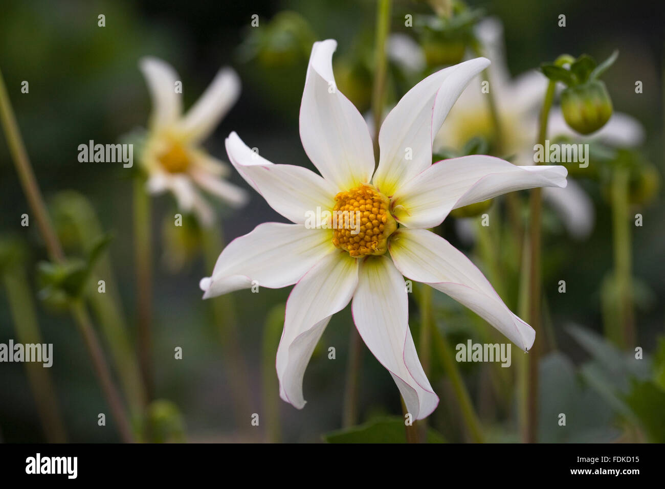 Dahlia 'Honka Fragile' in un confine erbacee. Foto Stock