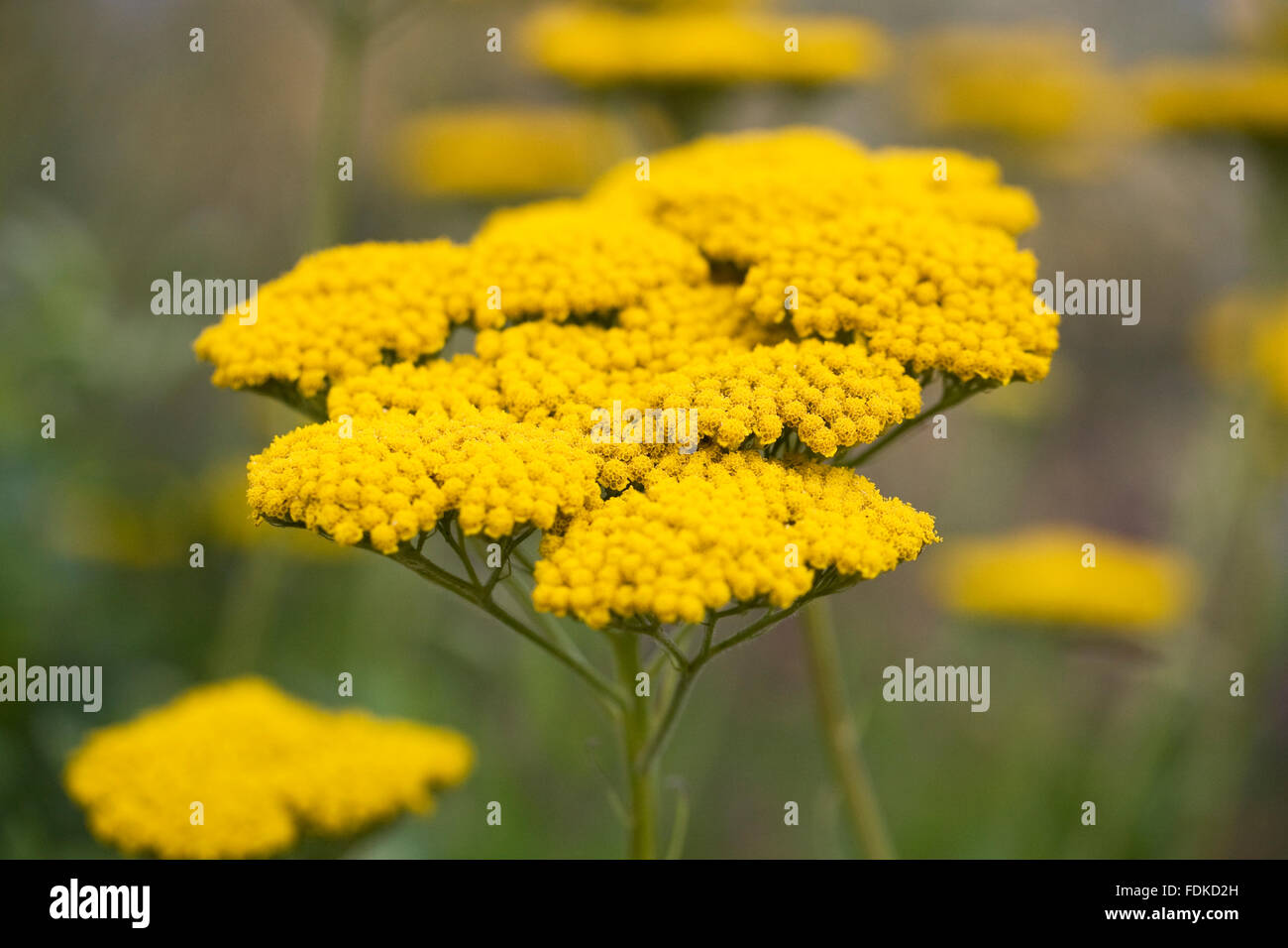 Achillea filipendulina " incoronazione Oro' Fiori. Foto Stock