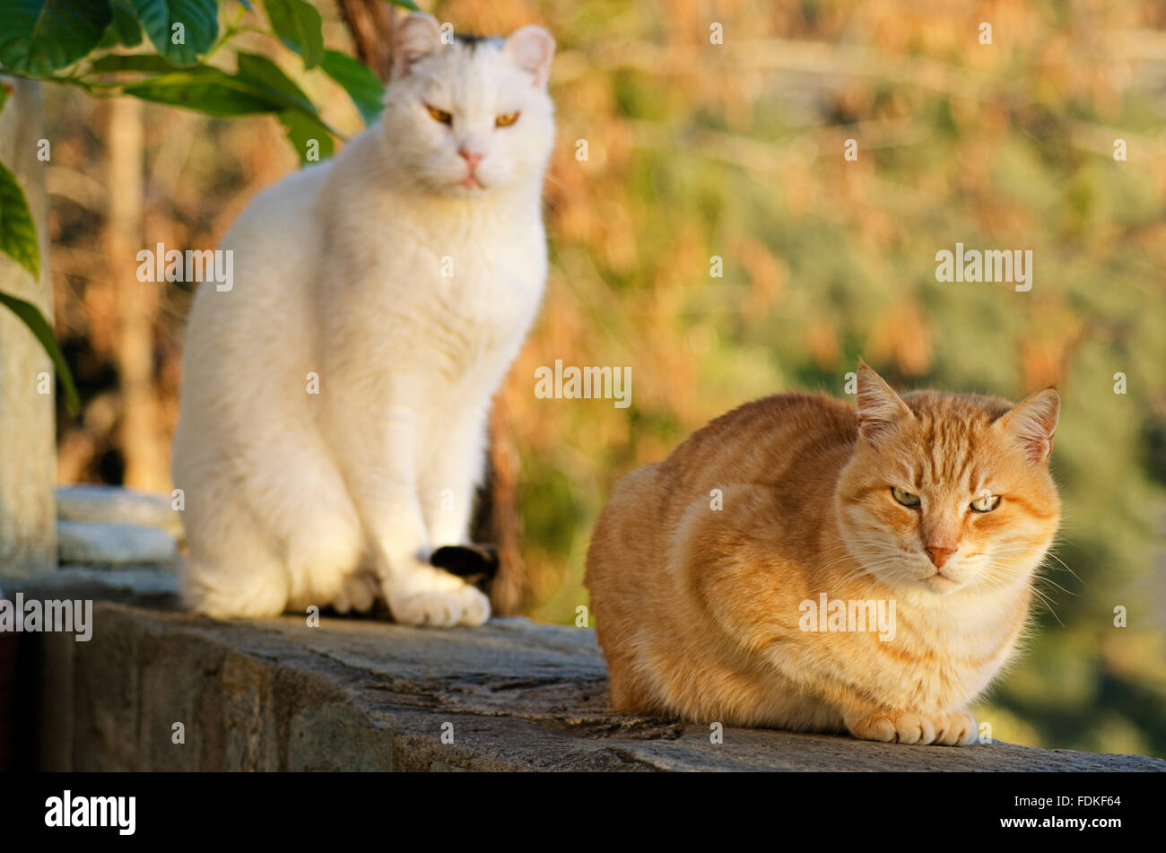 Due gatti seduti su una parete e guardando la fotocamera Foto Stock