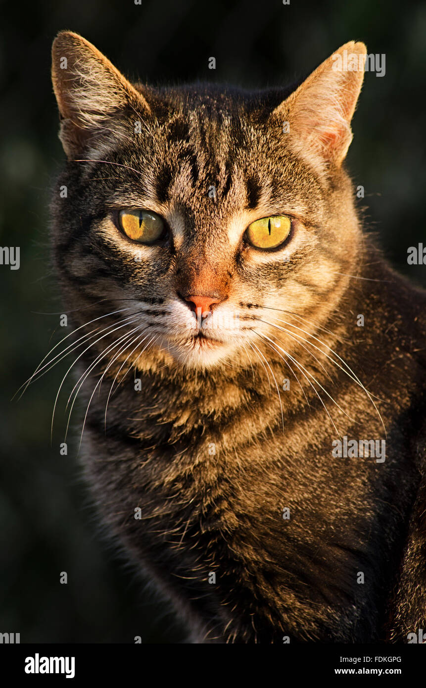 Ritratto di un gatto nella luce del tramonto Foto Stock