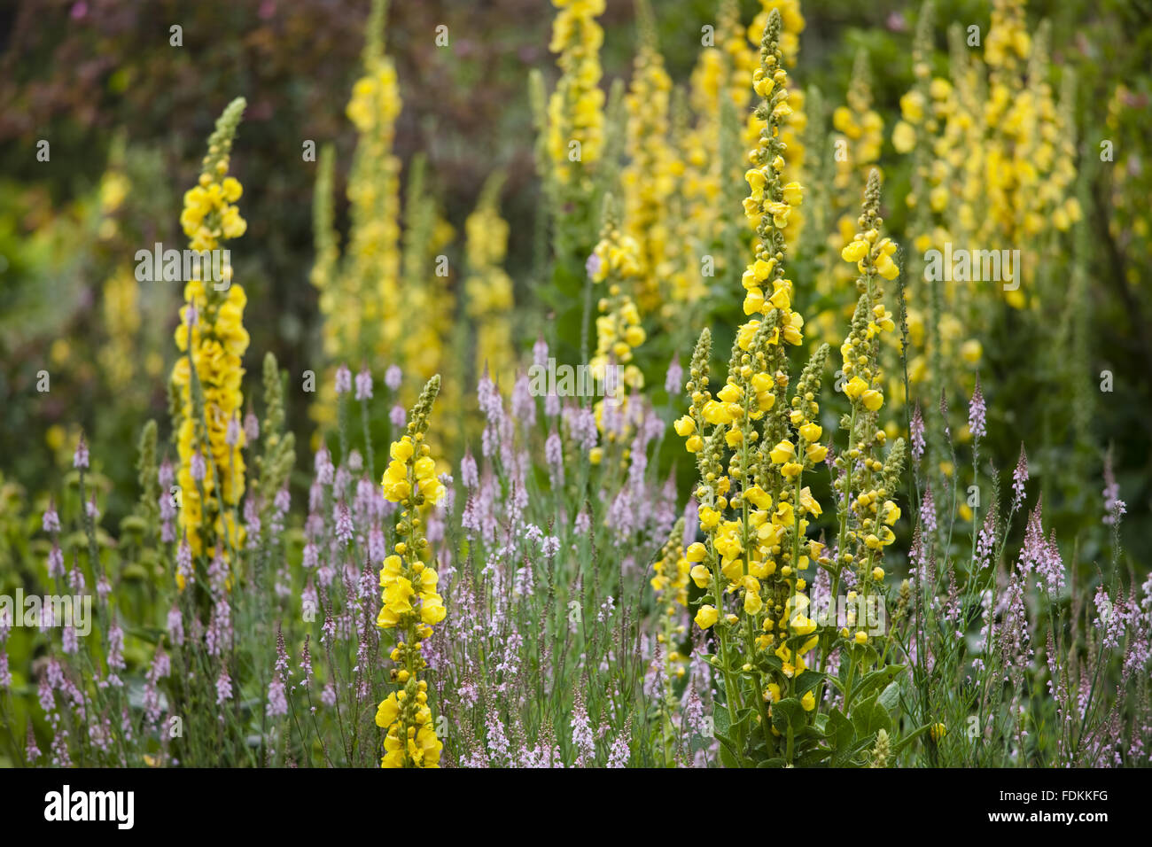 Molène olympicum in luglio a Hinton Ampner, Hampshire. Foto Stock