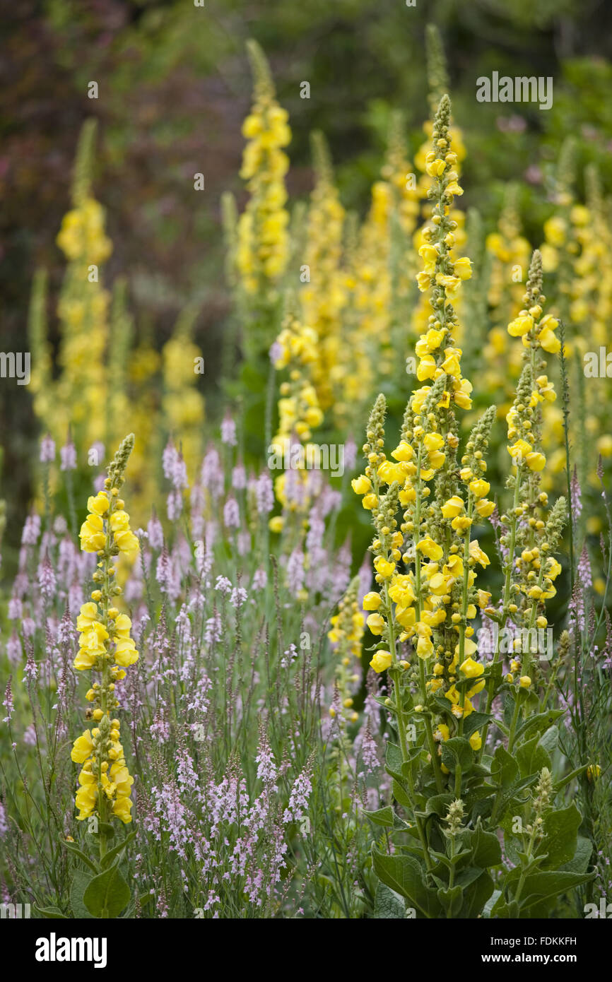 Molène olympicum in luglio a Hinton Ampner, Hampshire. Foto Stock