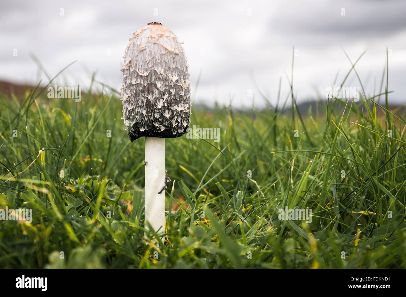 Un solitario Shaggy copertura di inchiostro fungo, Coprinus comatus. Foto Stock