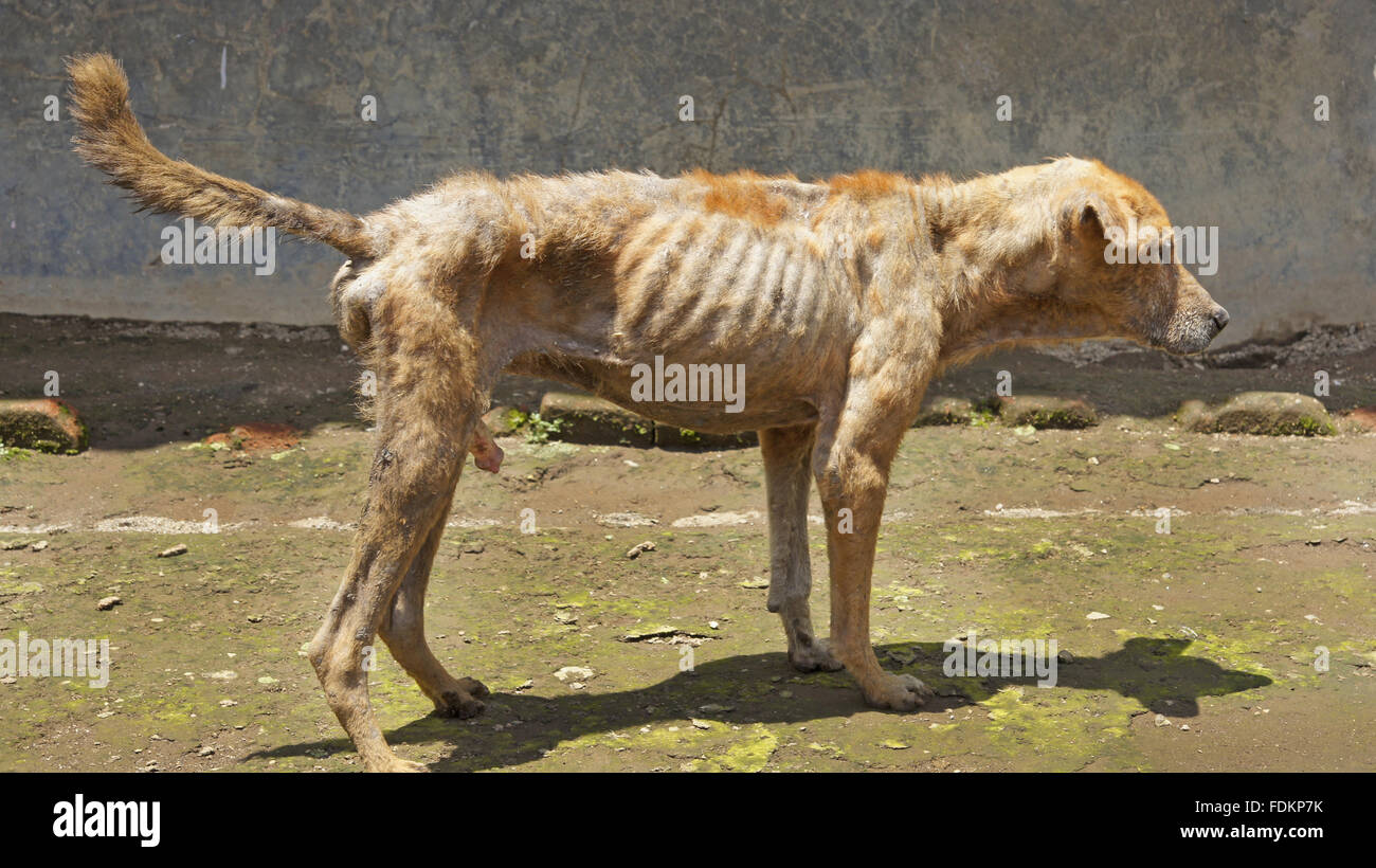 Cani affamati in remoto villaggio indonesiano Foto Stock