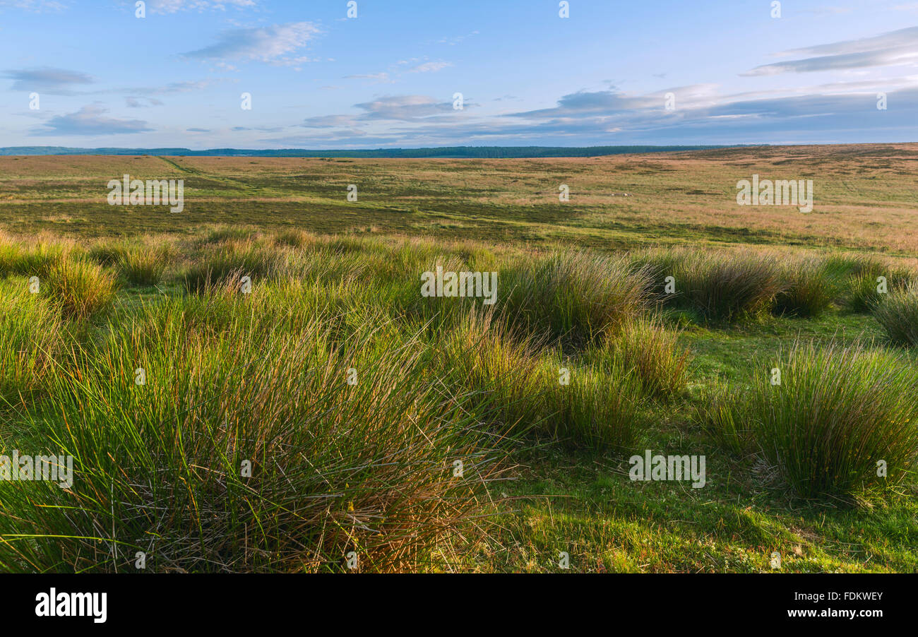 North Yorkshire Moors National Park all'alba in estate con erba di cotone e heather vicino Levisham, nello Yorkshire, Regno Unito. Foto Stock