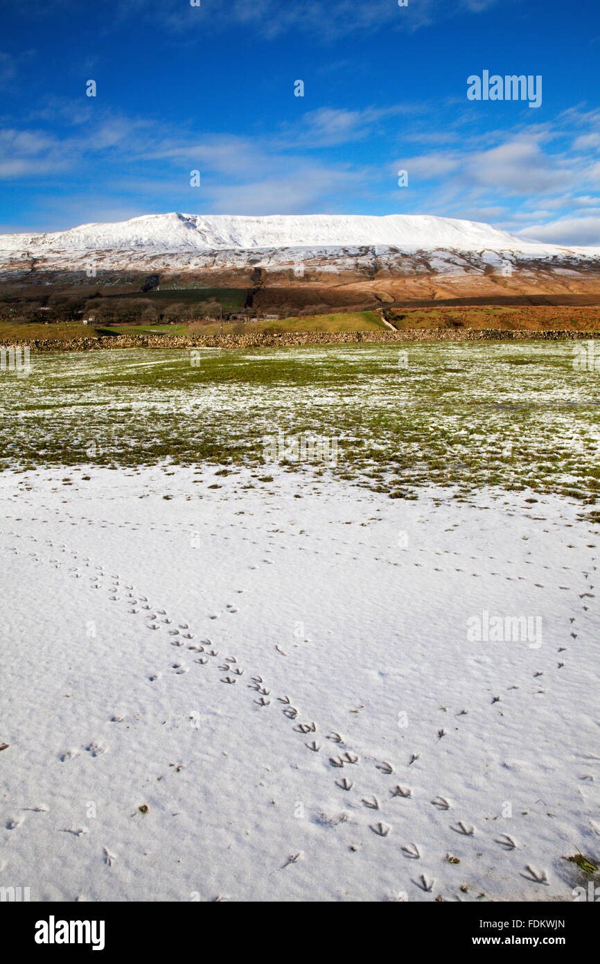 Tracce di uccelli nella neve sotto Whernside nel Yorkshire Dales Ribblehead North Yorkshire, Inghilterra Foto Stock