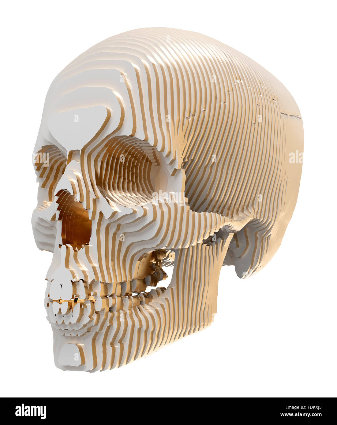 Cranio umano modello è stratificato Foto Stock