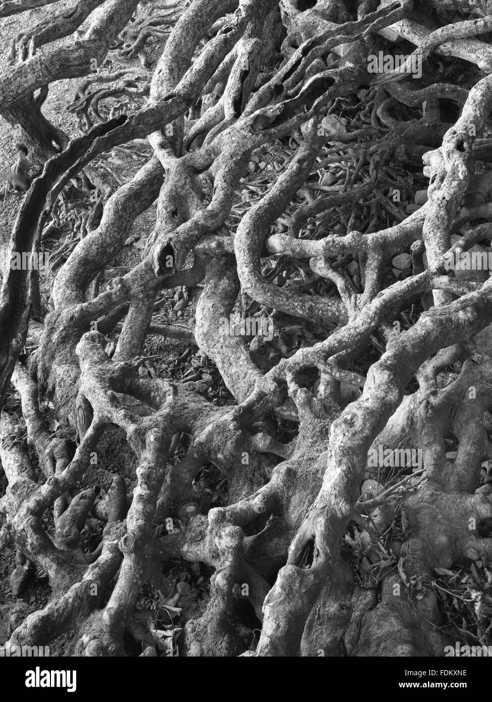 Twisted radici di albero a frate la rupe, Derwentwater, Lake District, Cumbria. Foto Stock