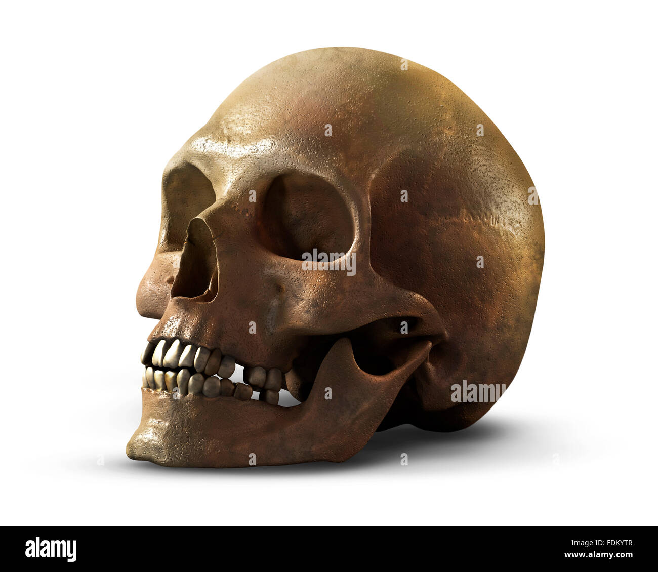 Cranio umano su sfondo bianco Foto Stock