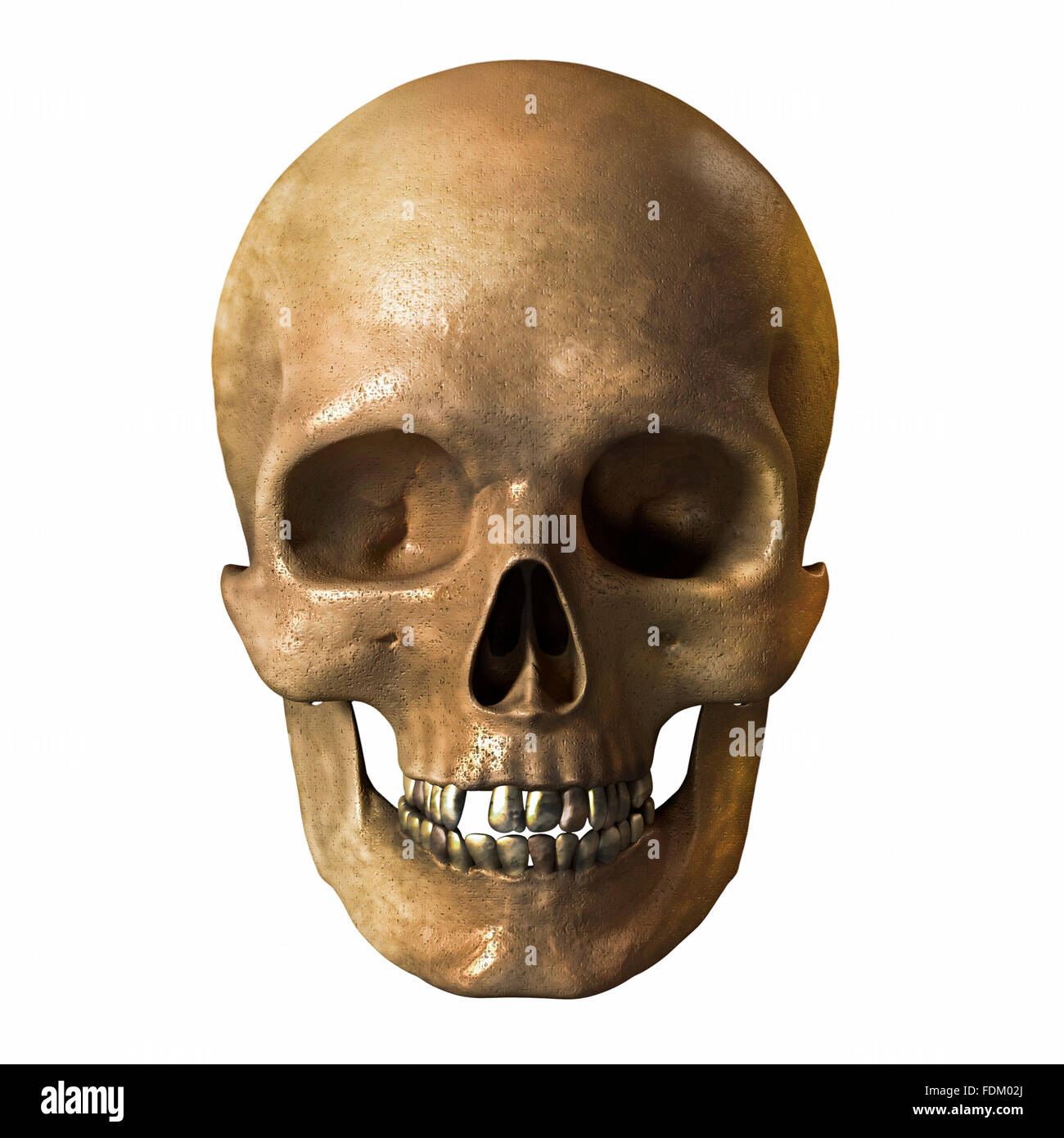 Cranio umano su sfondo bianco Foto Stock