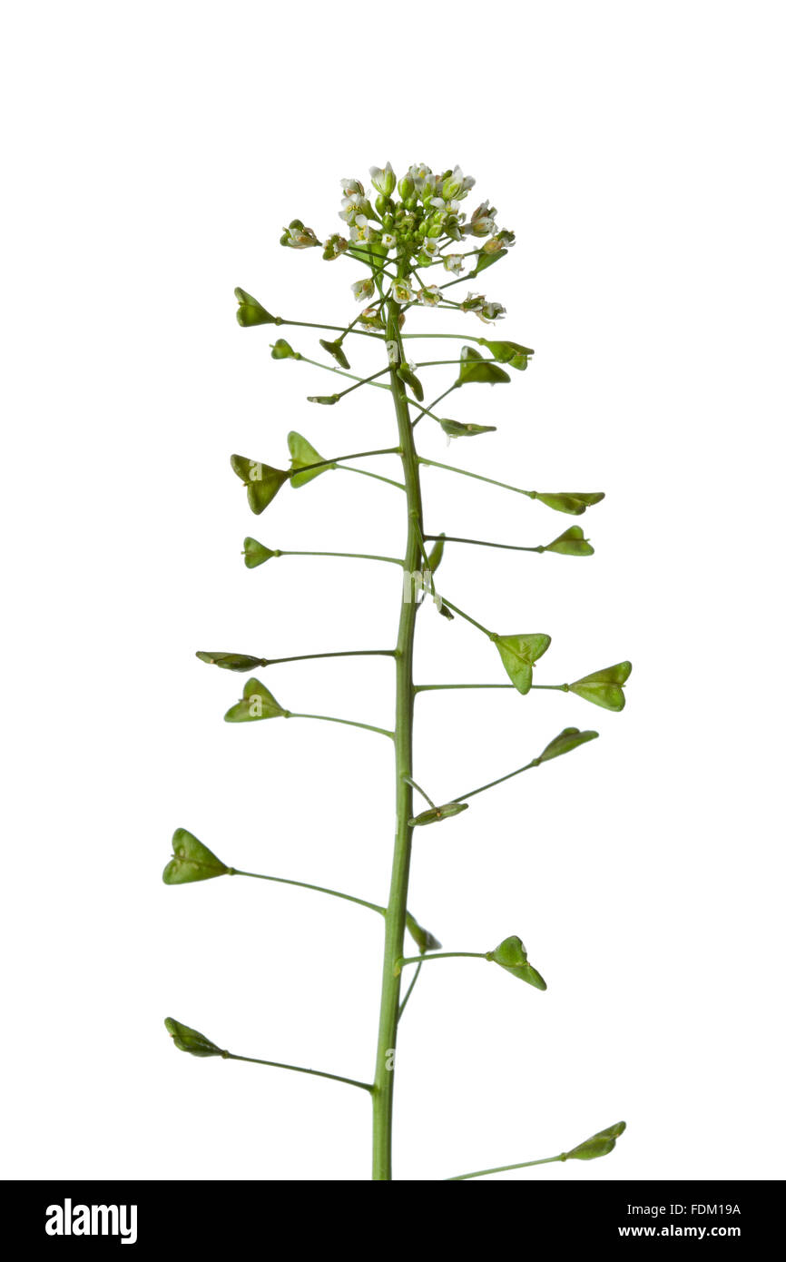 Rametto di Shepherd's-borsa su sfondo bianco Foto Stock