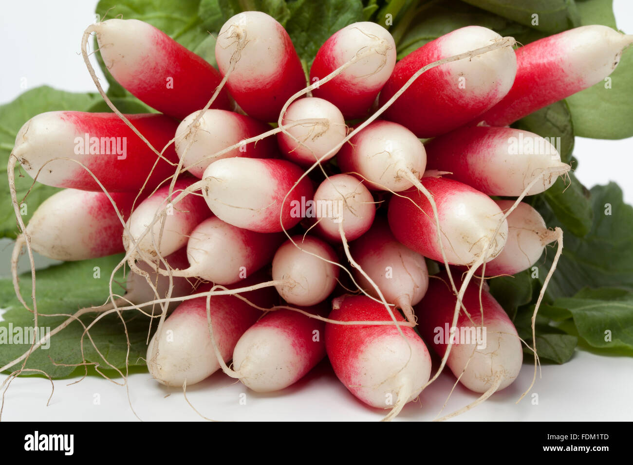 Freschi di forma ovale di colore rosso e il radicchio bianco su sfondo bianco Foto Stock