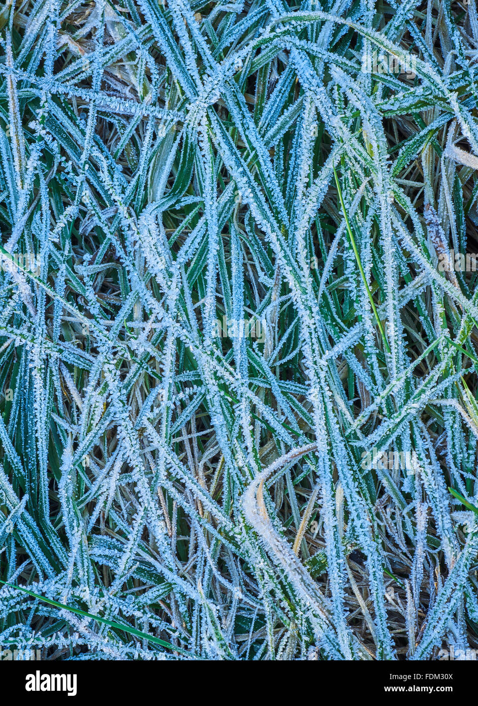 Gambi di erba in un gelo invernale Foto Stock