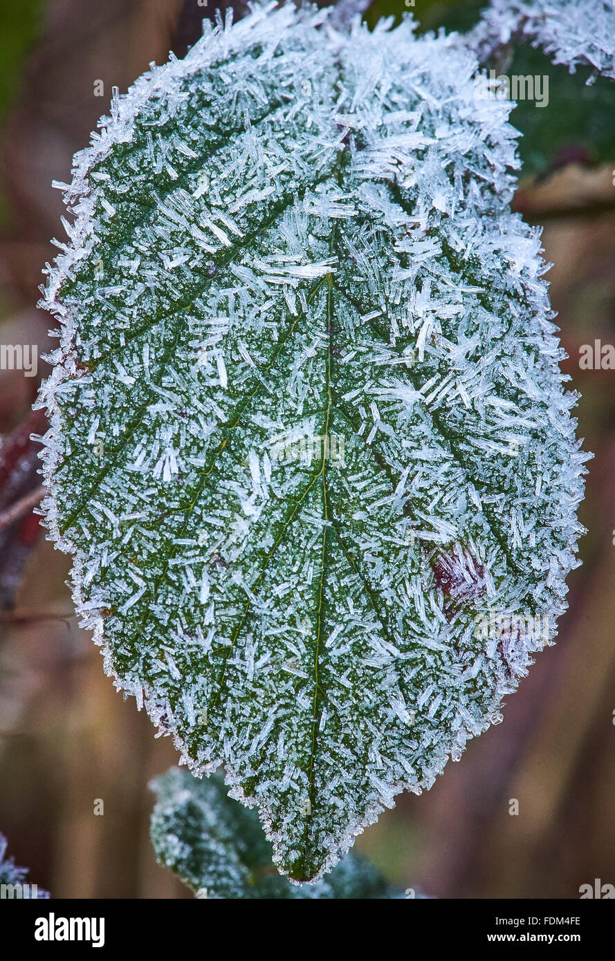 Vegetazione con una spessa trasformata per forte gradiente frost Foto Stock