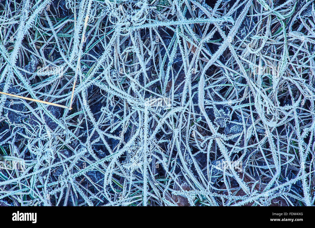 Gambi di erba in un gelo invernale Foto Stock