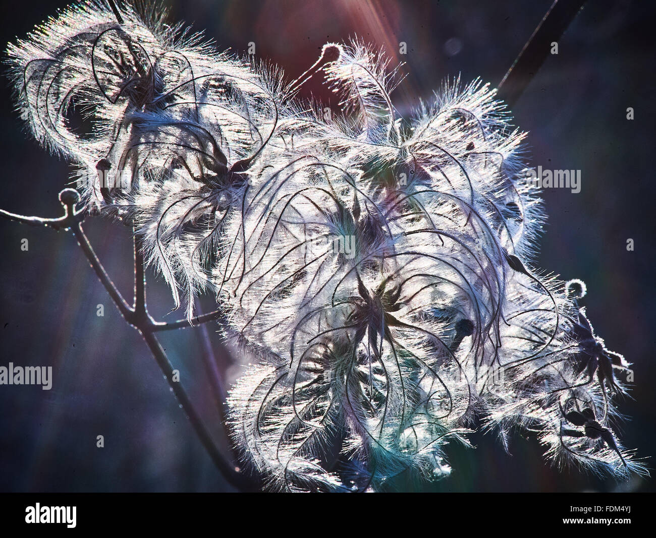 Clematis vitalba old mans barba in inverno Foto Stock