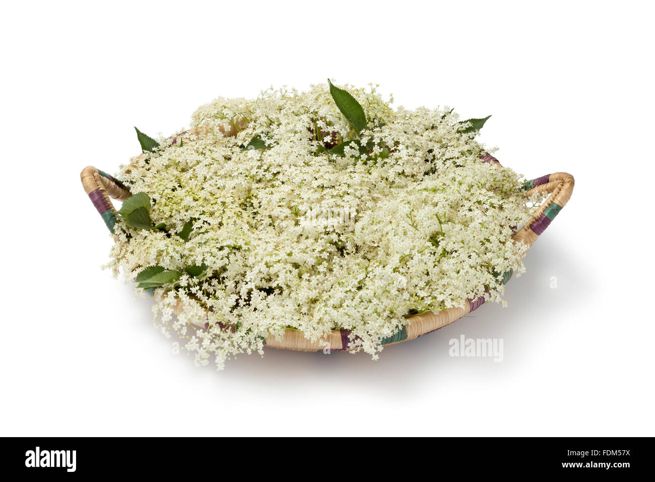 Cestino con il bianco fresco di fiori di sambuco su sfondo bianco Foto Stock
