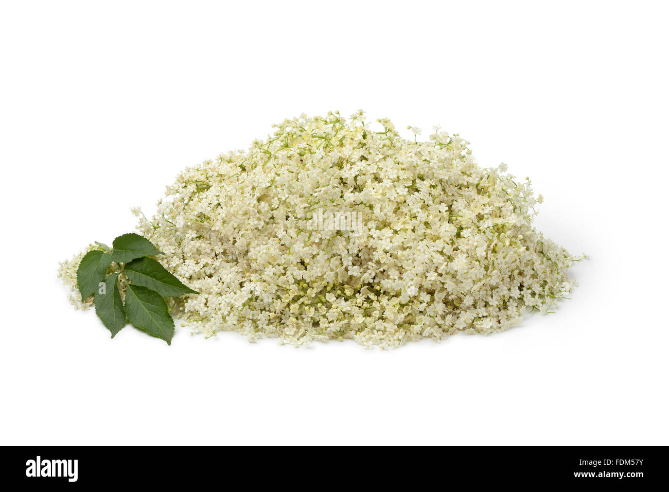 Bianco fresco di fiori di sambuco su sfondo bianco Foto Stock