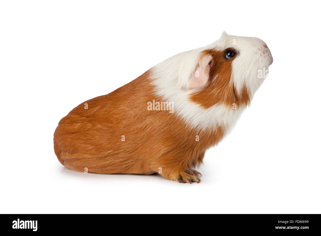 Carino cavia cercando su sfondo bianco Foto Stock
