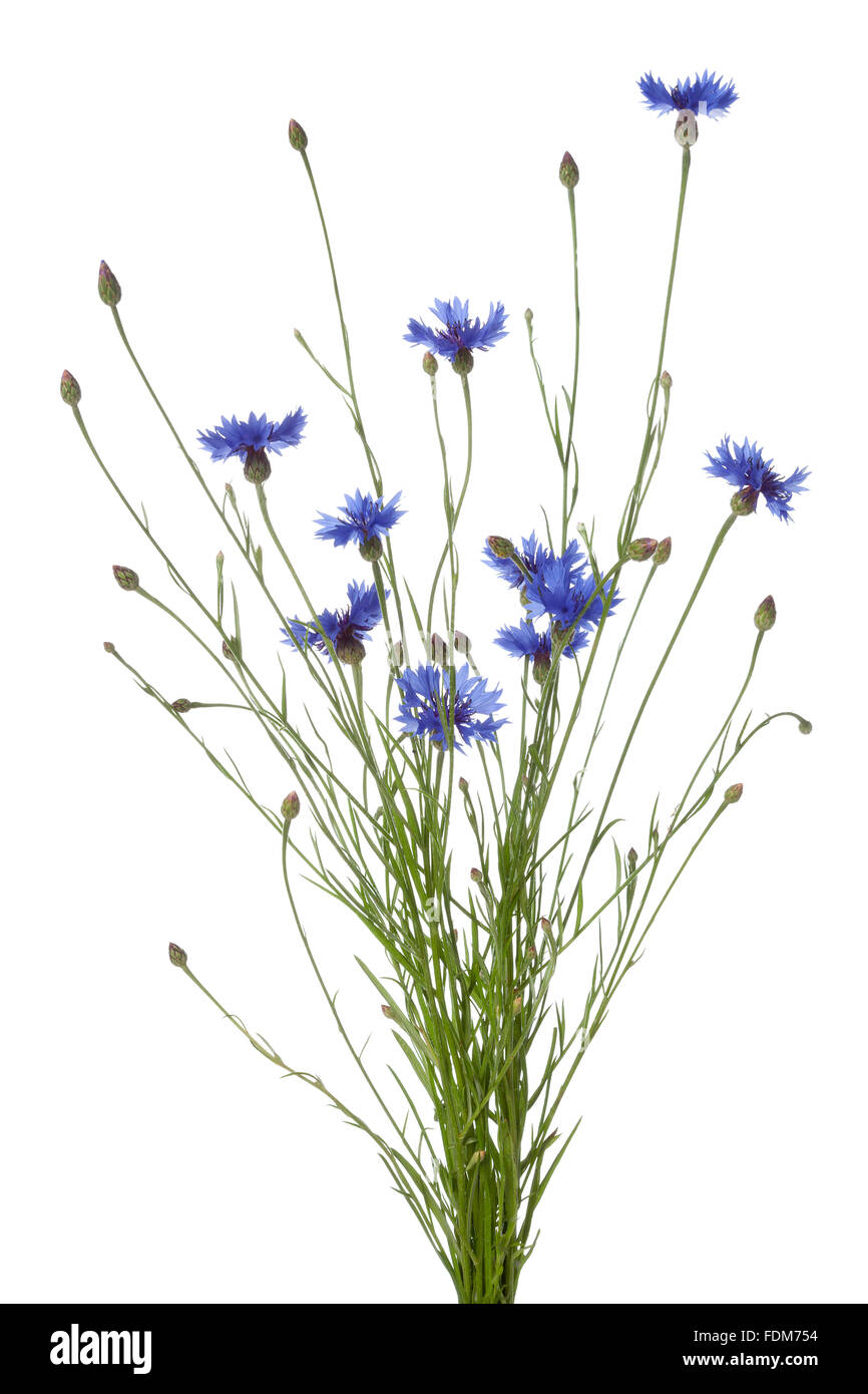 Cornflowers fresco su sfondo bianco Foto Stock