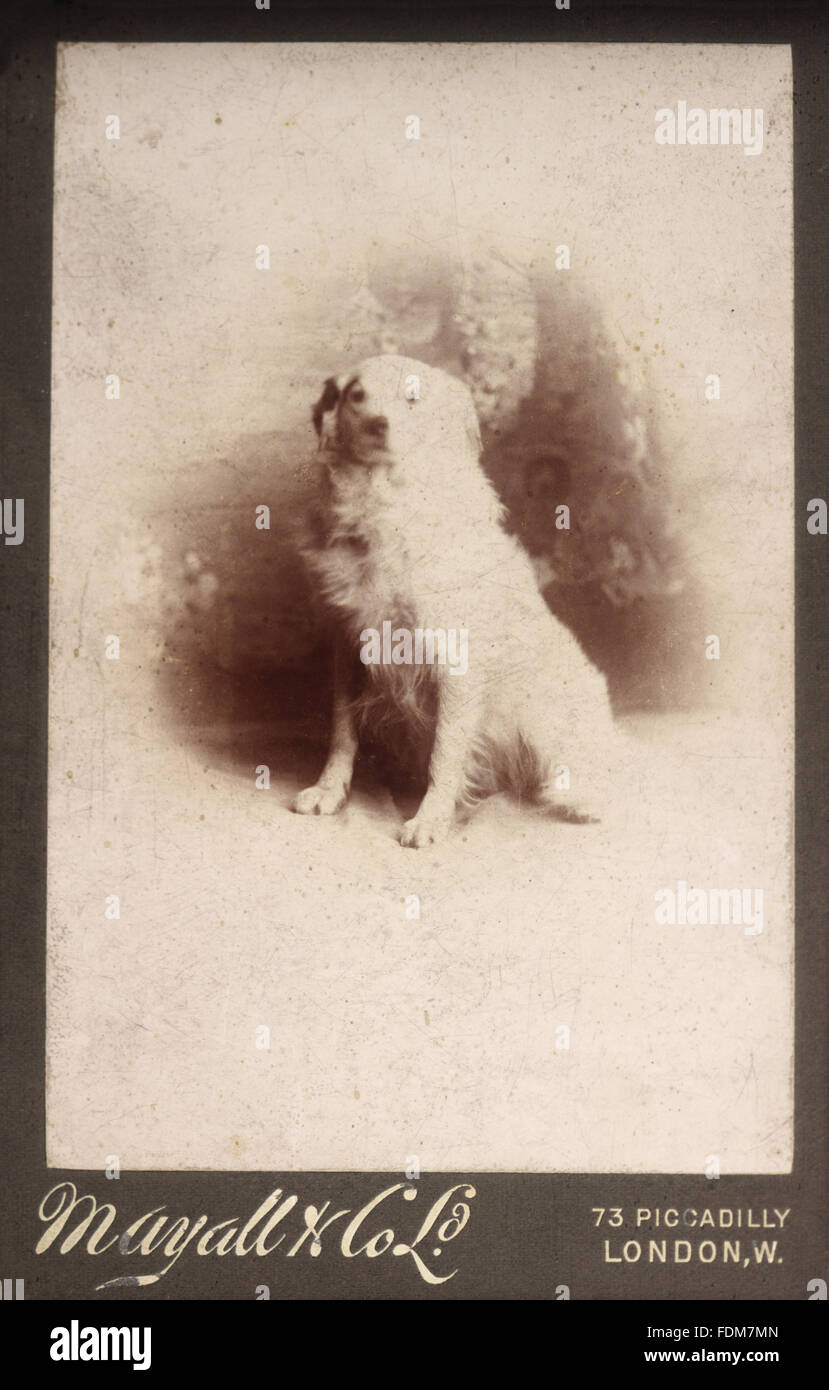 Un archivio fotografia in bianco e nero di uno della signora Greville's cani. Fotografo: Mayall & Co, 73 Piccadilly, Londra. Non più nel diritto d'autore. Foto Stock
