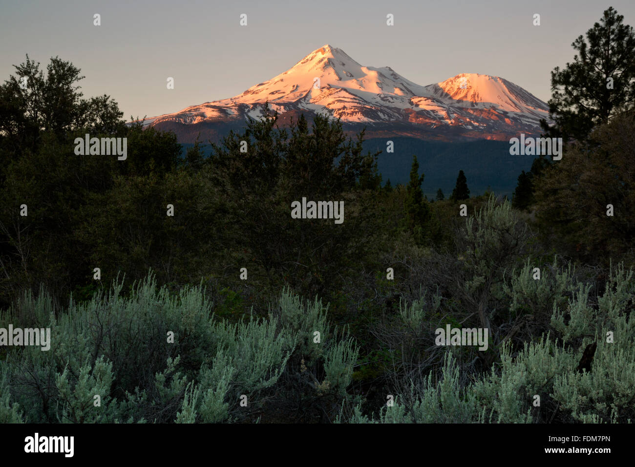 CA02671-00...CALIFORNIA - Alba sul Monte Shasta e poco Shastina nel Shasta-Trinity National Forest. Foto Stock