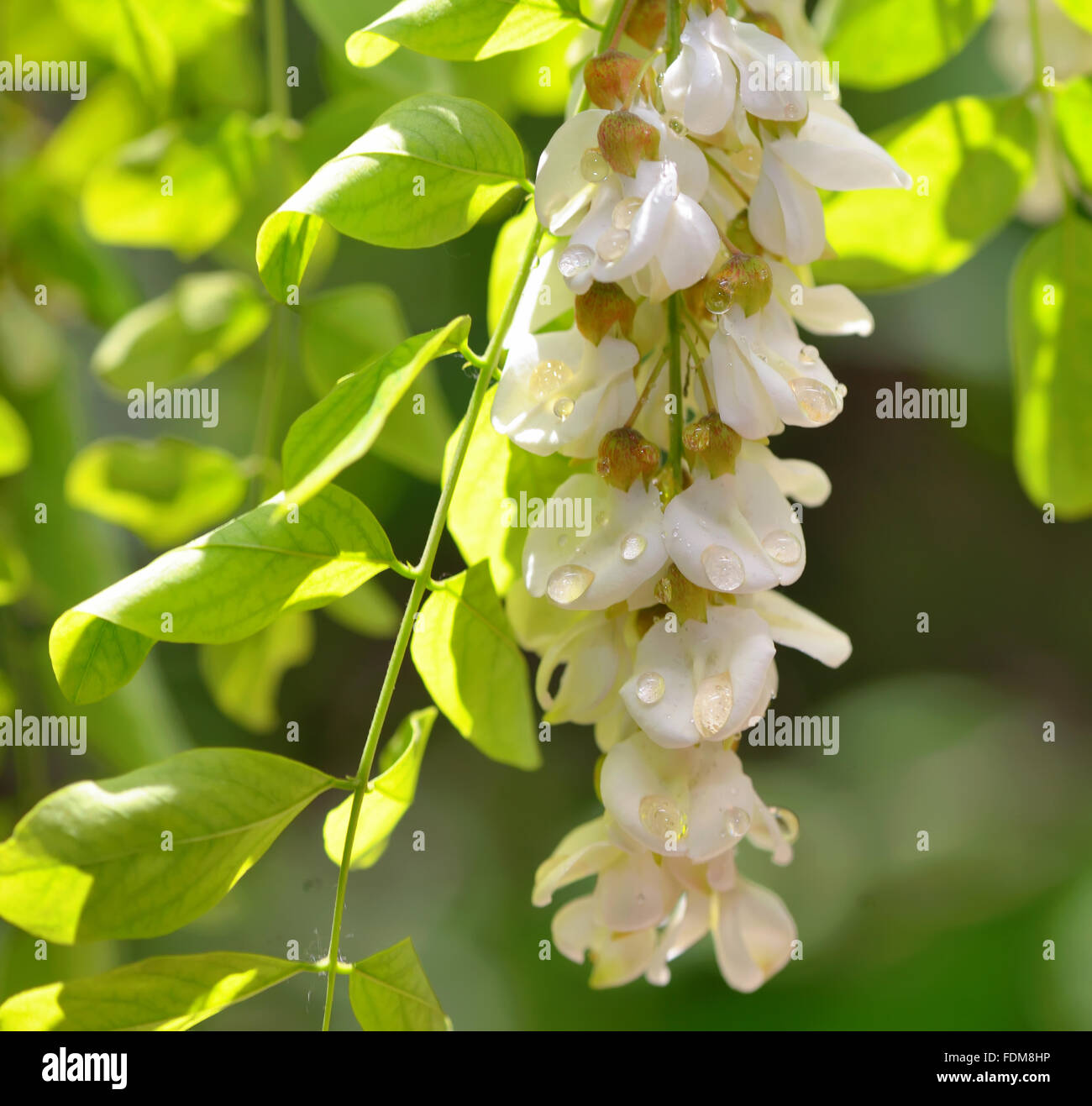 Gocce di miele di fiori di acacia nel giardino Foto Stock
