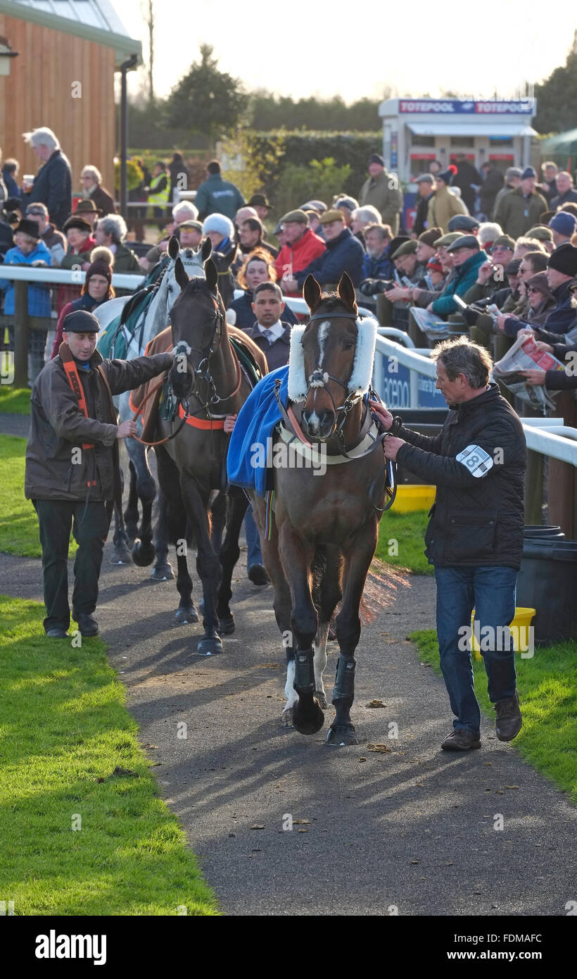 I cavalli da corsa nel paddock, fakenham gare, North Norfolk, Inghilterra Foto Stock