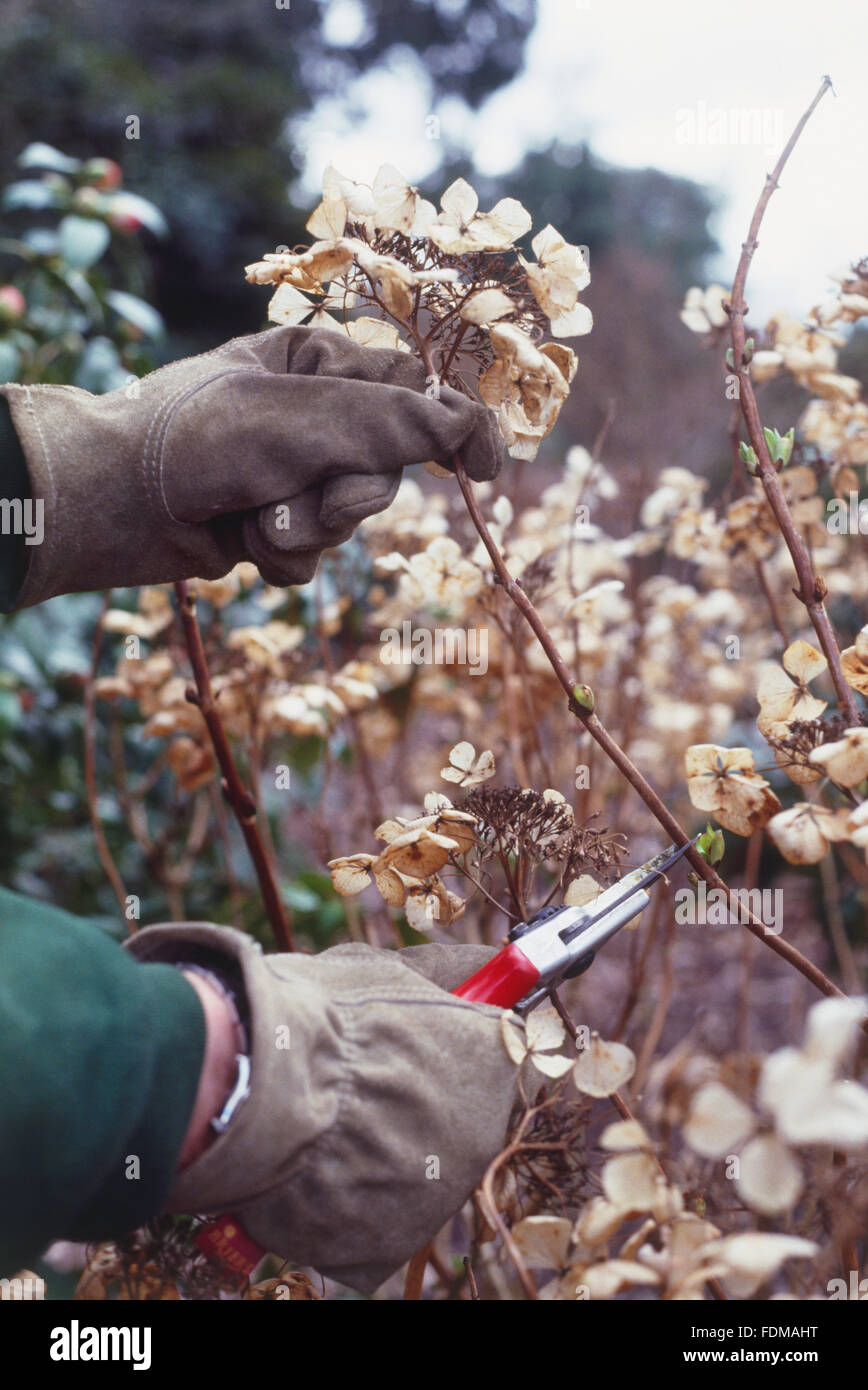 Mophead ortensia (Hydrangea macrophylla) potatura Foto Stock