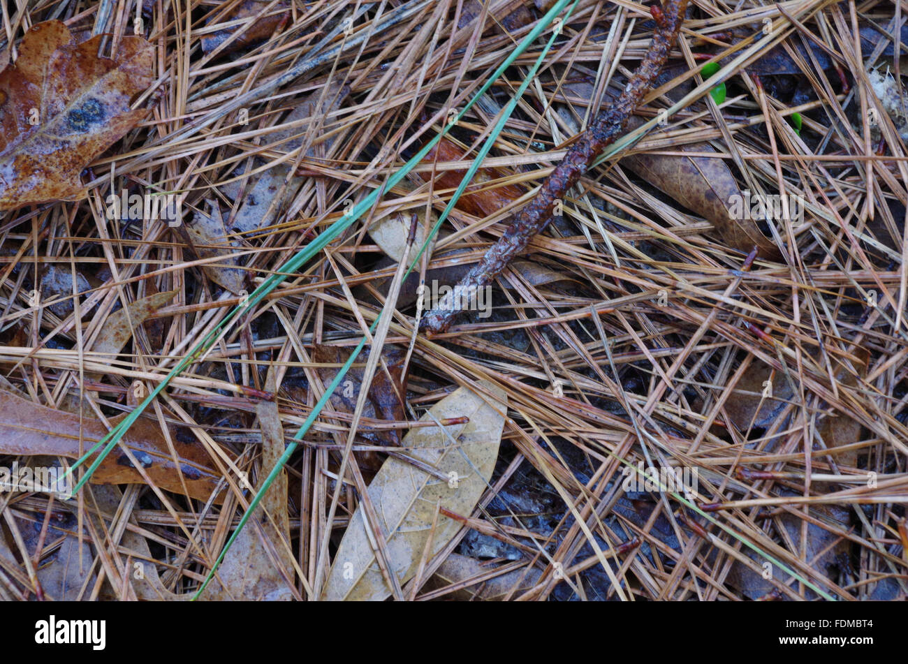 Pavimento di bosco di aghi di pino Foto Stock