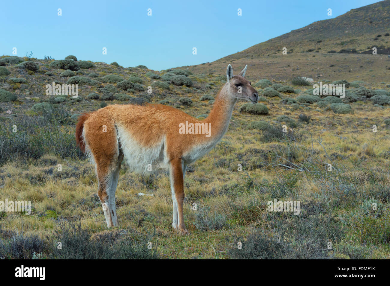 Guanaco (Lama guanicoe), il Parco Nazionale di Torres del Paine Patagonia cilena, Cile Foto Stock