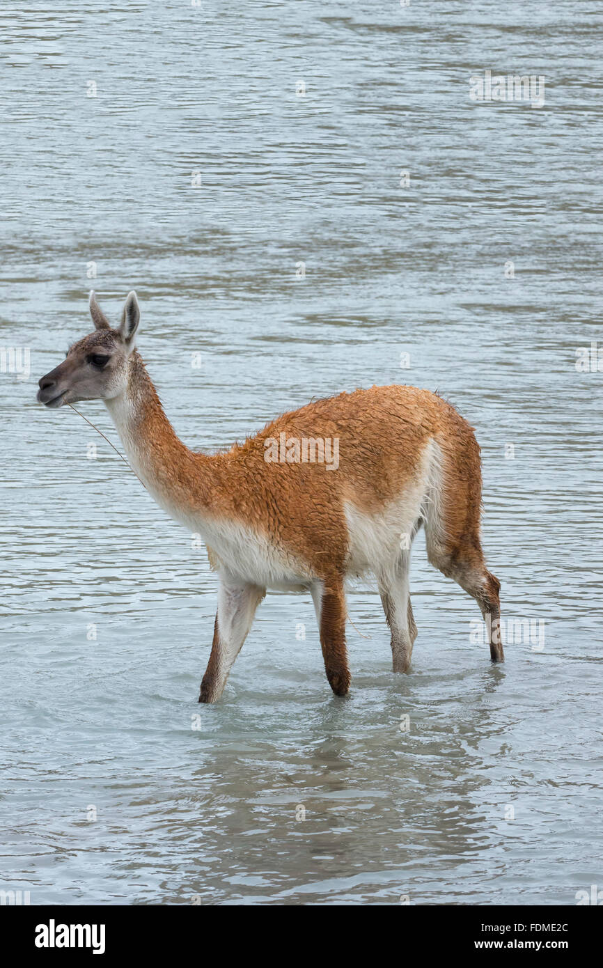 Guanaco (Lama guanicoe) che attraversa un fiume, Parco Nazionale di Torres del Paine Patagonia cilena, Cile Foto Stock