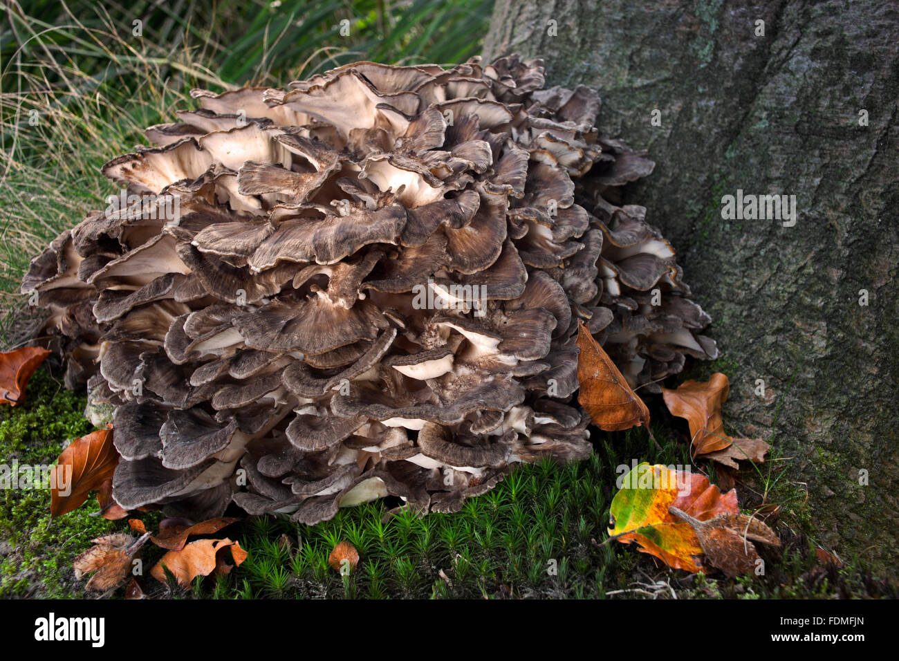 Gallina-di-il-boschi / ram's testa / testa di pecora (Grifola frondosa / Boletus frondosus) Foto Stock